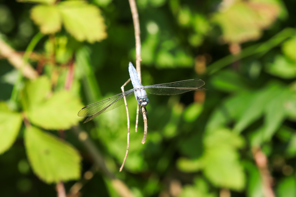 Orthetrum brunneum - pataki pásztorszitakötő