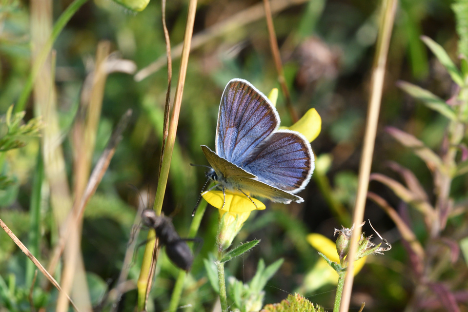 Cyaniris semiargus - aprószemes boglárka