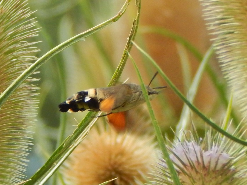 Macroglossum stellatarum - kacsafarkú szender