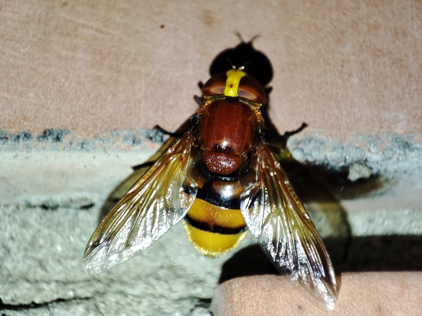 Volucella zonaria - kétöves pihelégy