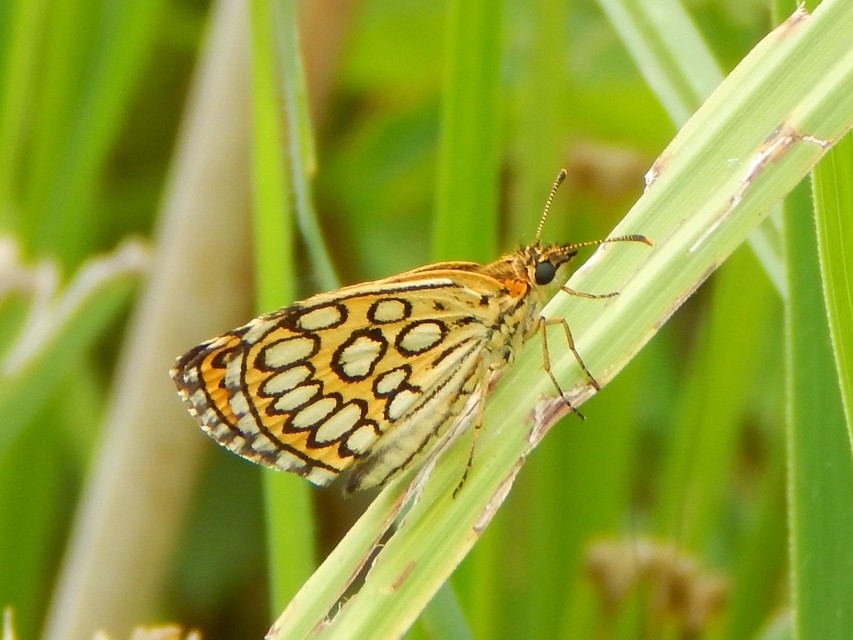 Heteropterus morpheus - tükrös busalepke