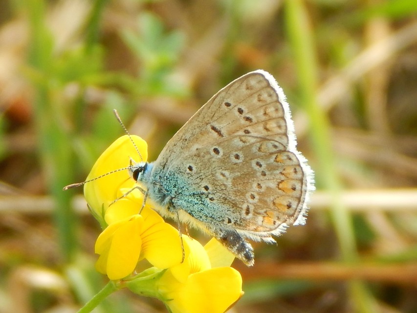 Polyommatus icarus - közönséges boglárka