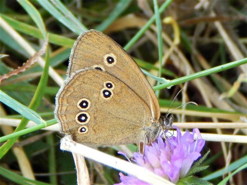 Aphantopus hyperanthus - közönséges ökörszemlepke