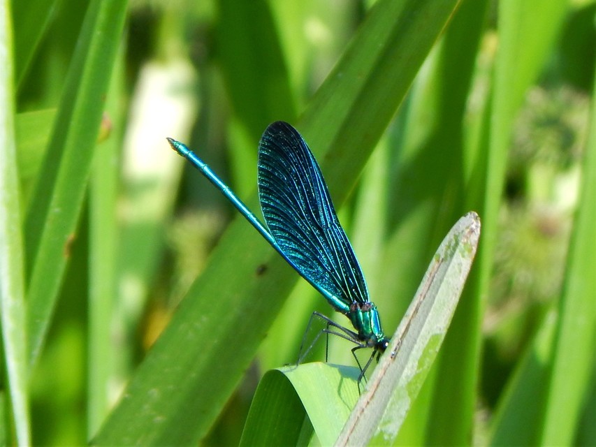 Calopteryx virgo - kisasszony-szitakötő
