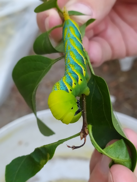 Acherontia atropos - halálfejes lepke