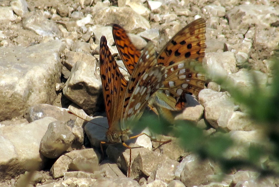 Argynnis adippe - ezüstös gyöngyházlepke