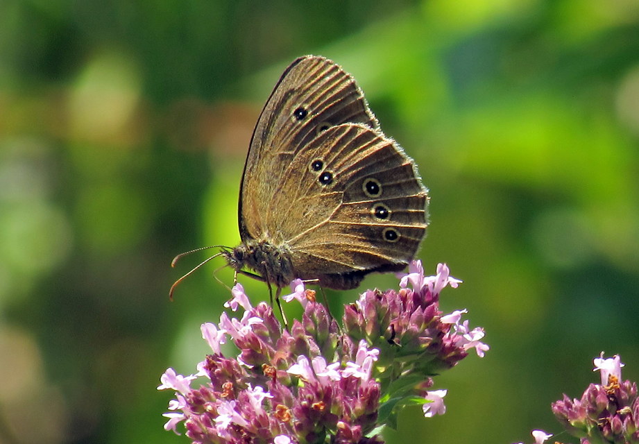 Aphantopus hyperanthus - közönséges ökörszemlepke