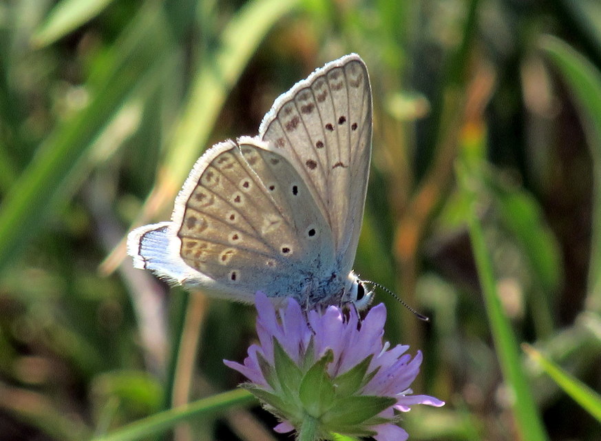 Polyommatus daphnis - csipkés boglárka