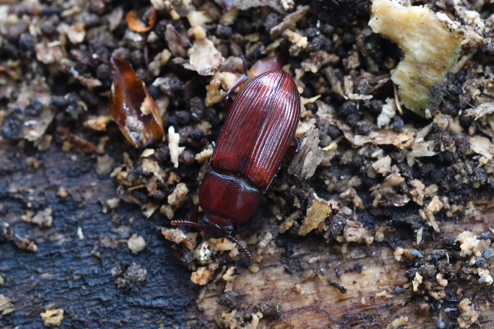 Uloma culinaris - nagy rágványbogár