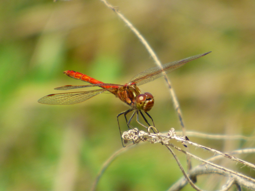 Sympetrum striolatum - harántsávos katona-szitakötő