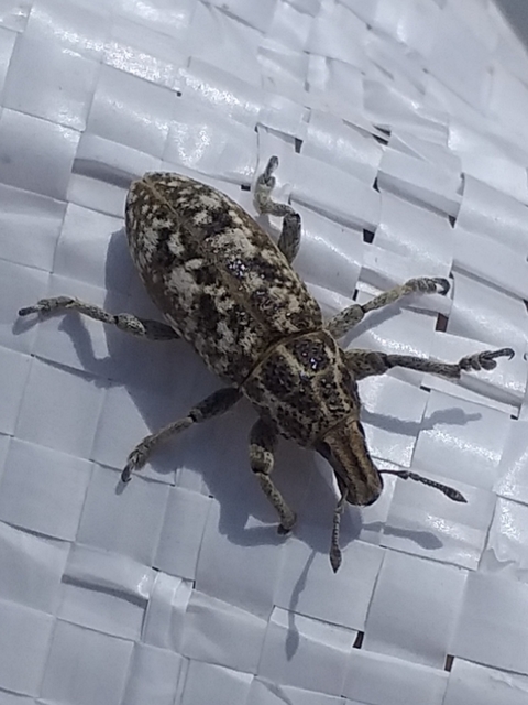 Cyphocleonus dealbatus - márványos barkó