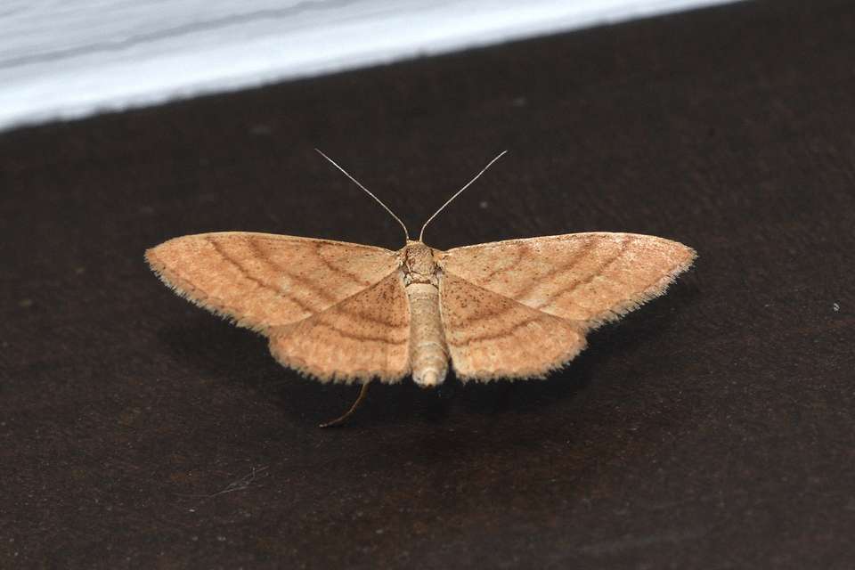 Idaea ochrata - okkerszínű sávosaraszoló