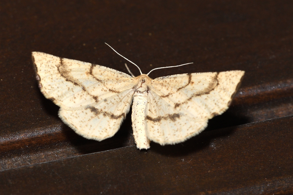 Hypoxystis pluviaria - hegyesszárnyú lápiaraszoló