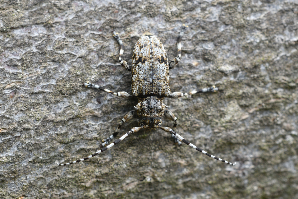 Aegomorphus clavipes - tarka cincér Aegomorphus clavipes - tarka cincér