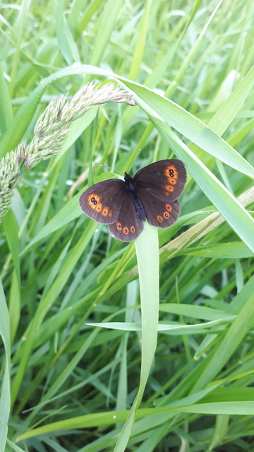 Erebia medusa - tavaszi szerecsenlepke