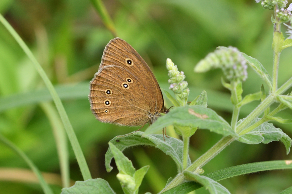 Aphantopus hyperanthus - közönséges ökörszemlepke