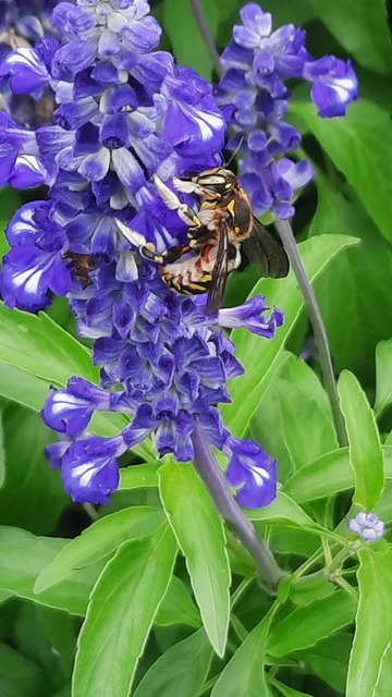 Hymenoptera - Hártyásszárnyúak