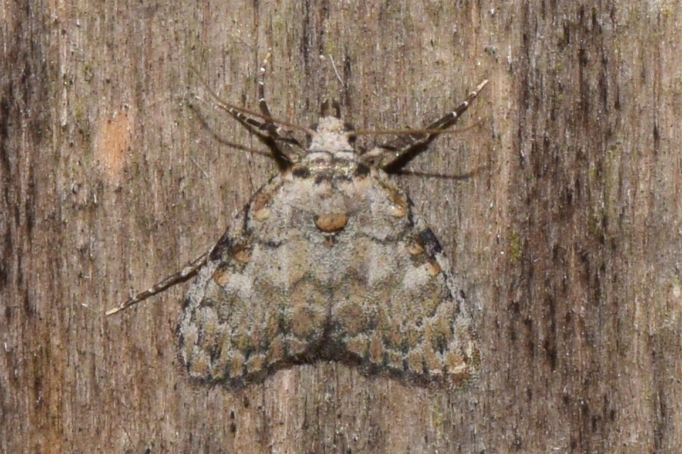 Meganola strigula - hamvas pamacsosszövő