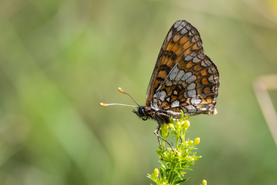 Melitaea aurelia - recés tarkalepke