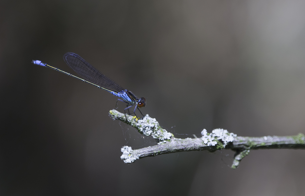 Erythromma viridulum - kis pirosszemű-légivadász