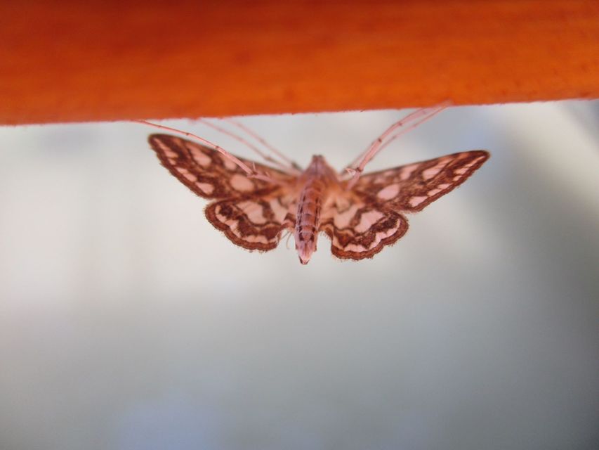 Elophila nymphaeata - tarka vízimoly