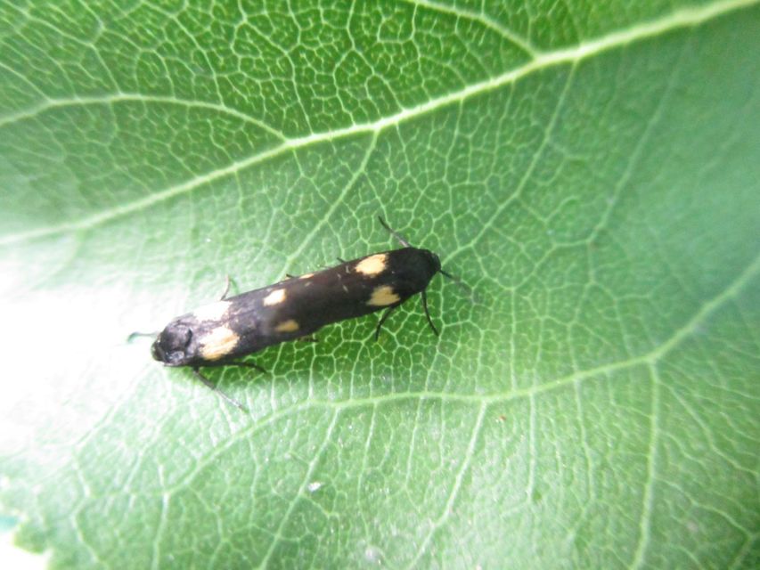 Scythris sinensis - aranyfarú zöldmoly