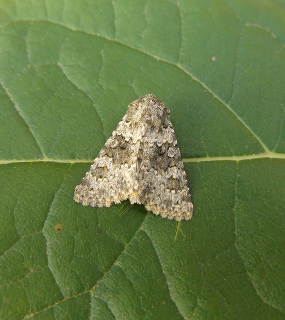 Hecatera dysodea - parajbagoly