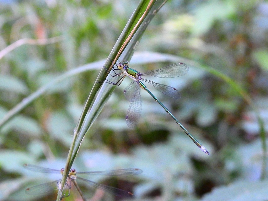 Lestes virens vestalis - kis rablószitakötő