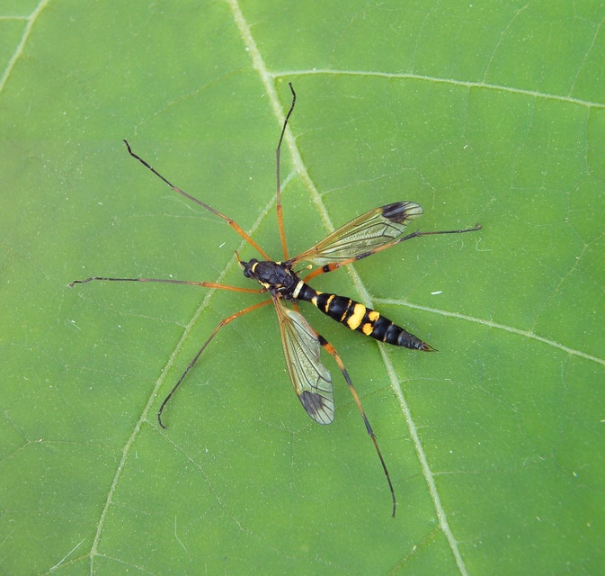 Ctenophora festiva