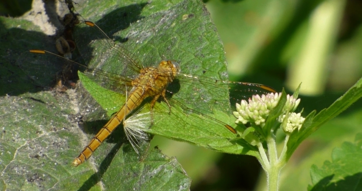 Orthetrum coerulescens - karcsú pásztorszitakötő