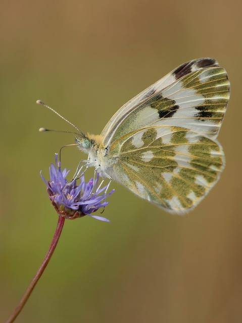 Pontia edusa - rezedalepke
