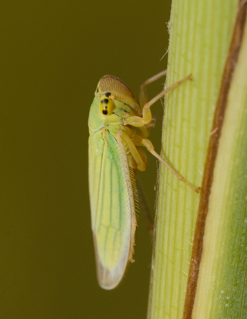 Cicadella viridis - méregzöld kabóca