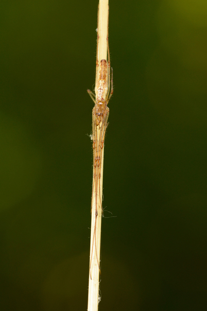 Tetragnatha