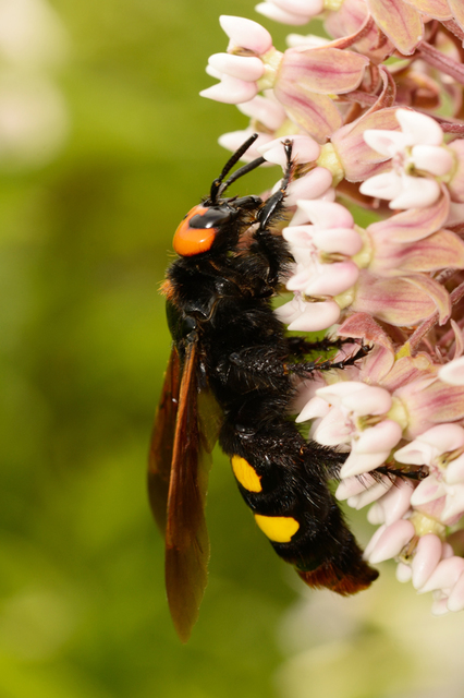 Megascolia maculata - óriás-tőrösdarázs