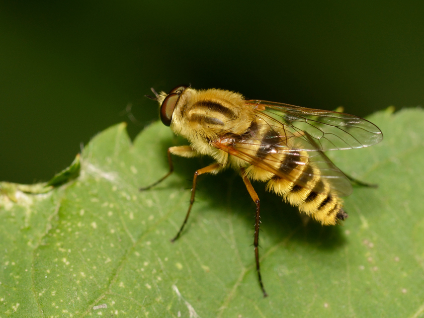 Thereva aurata - aranyos tőröslégy