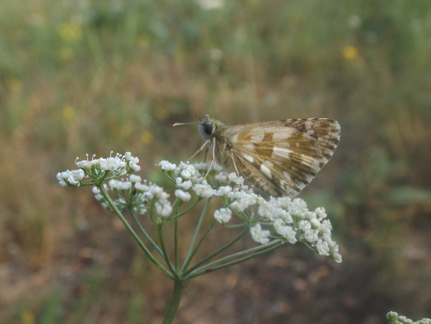 Pyrgus armoricanus - feles busalepke
