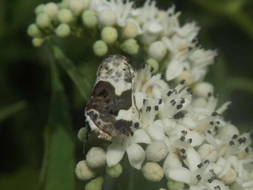 Acontia lucida - fehér nappalibagoly
