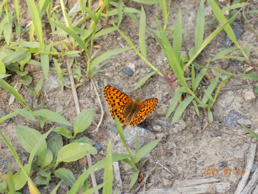 Boloria euphrosyne - árvácska-gyöngyházlepke