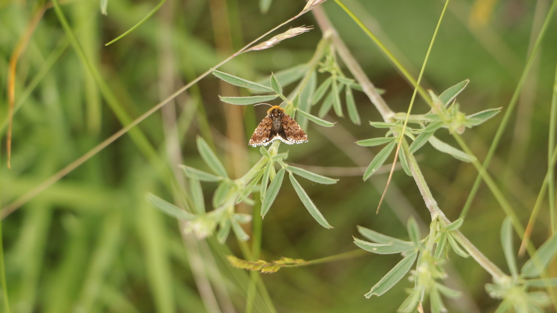 Apaustis rupicola - kakukkfű-törpebagoly Apaustis rupicola - kakukkfű-törpebagoly