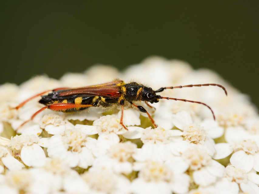 Stenopterus rufus - tarkacsápú keskenyfedőscincér
