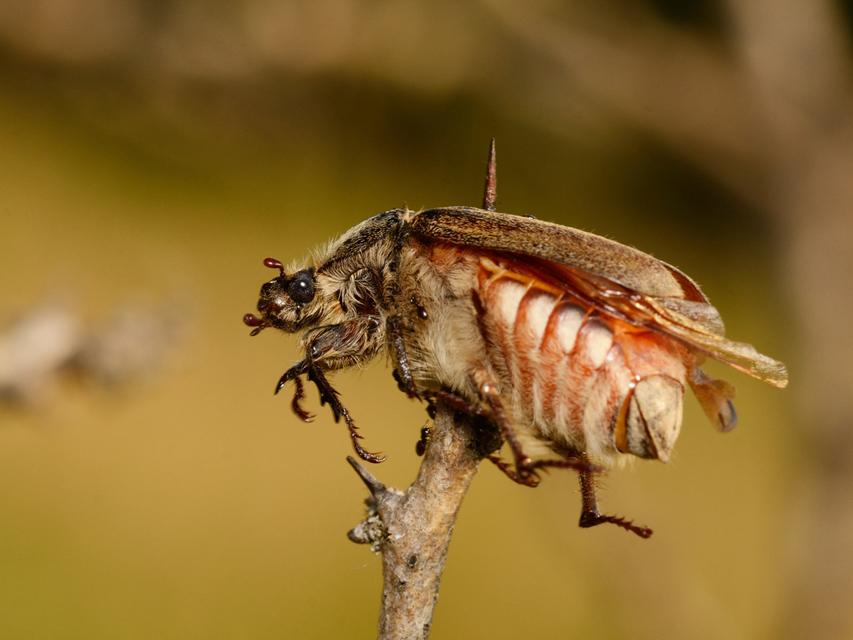 Anoxia pilosa - pusztai cserebogár