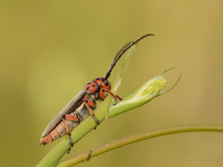Phytoecia argus - árgusszemű cincér