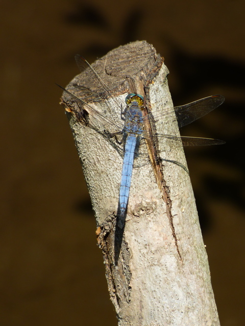 Orthetrum coerulescens - karcsú pásztorszitakötő