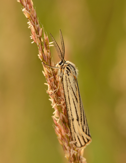 Spiris striata - csíkos molyszövő