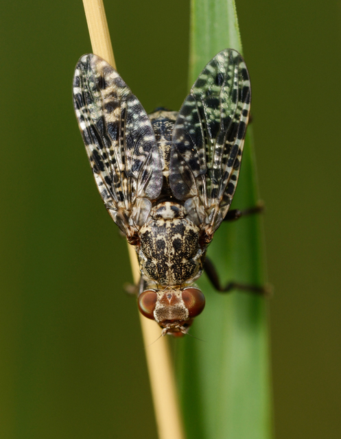 Platystoma