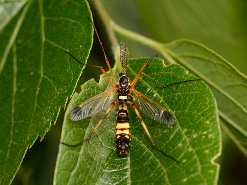 Ctenophora festiva