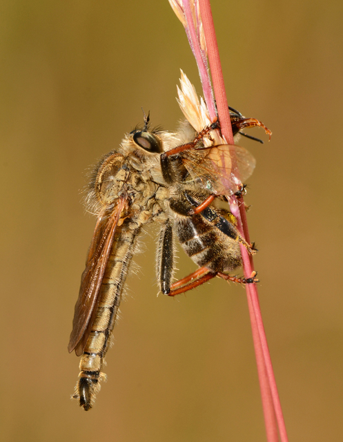 Echthistus