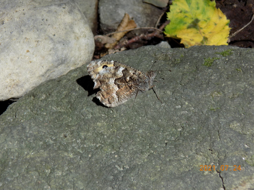 Hipparchia semele - barna szemeslepke