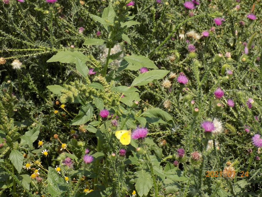 Colias alfacariensis - déli kéneslepke