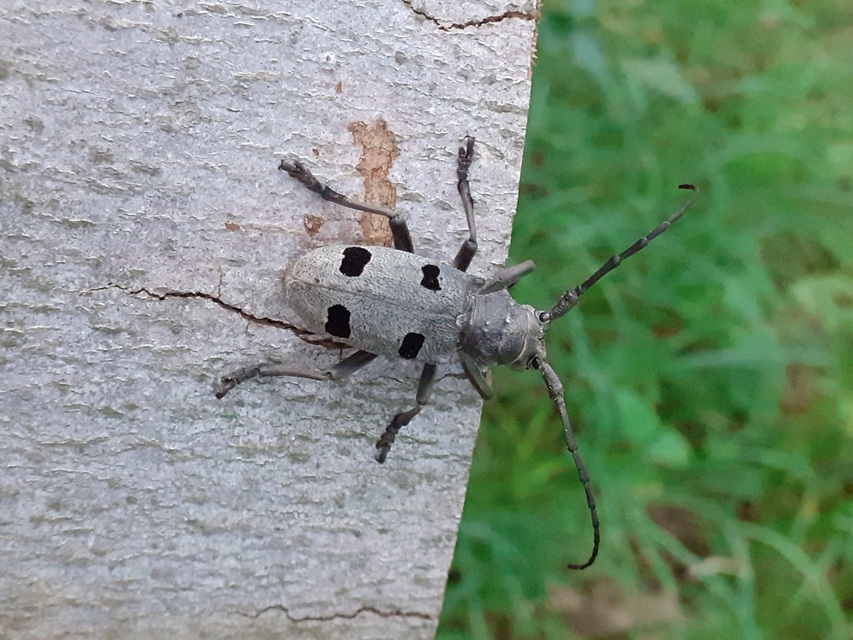 Morimus asper funereus - gyászcincér
